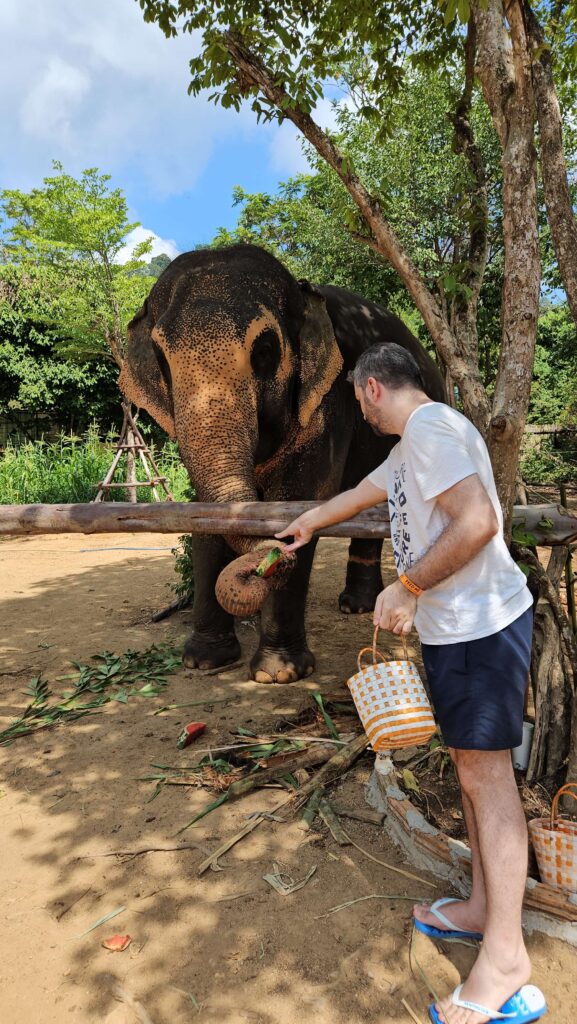 elephant-feeding-experience