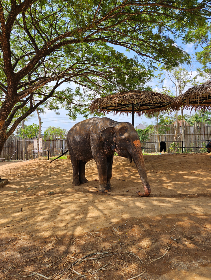 phuket-elephant-care-camp-ticket-price