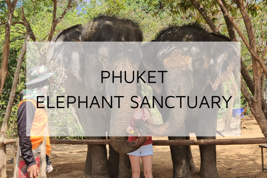 Phuket Elephant Sanctuary Experience Elephant Care Camp Tour