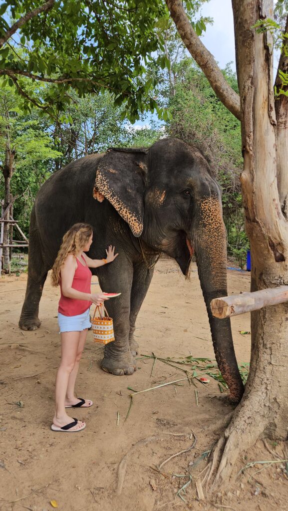 travel-to-phuket-elephant-jungle