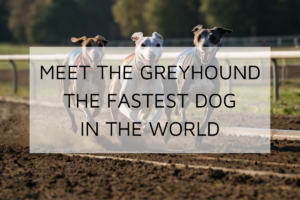 the-fastest-dog-in-the-world