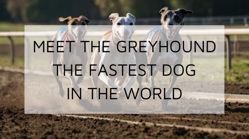 the-fastest-dog-in-the-world
