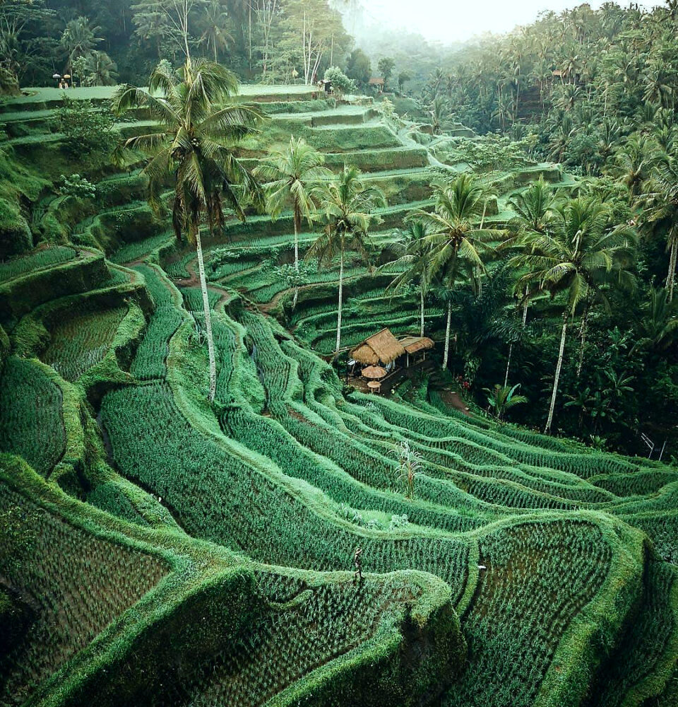 Tegalalang-rice-terrace-bali-activities