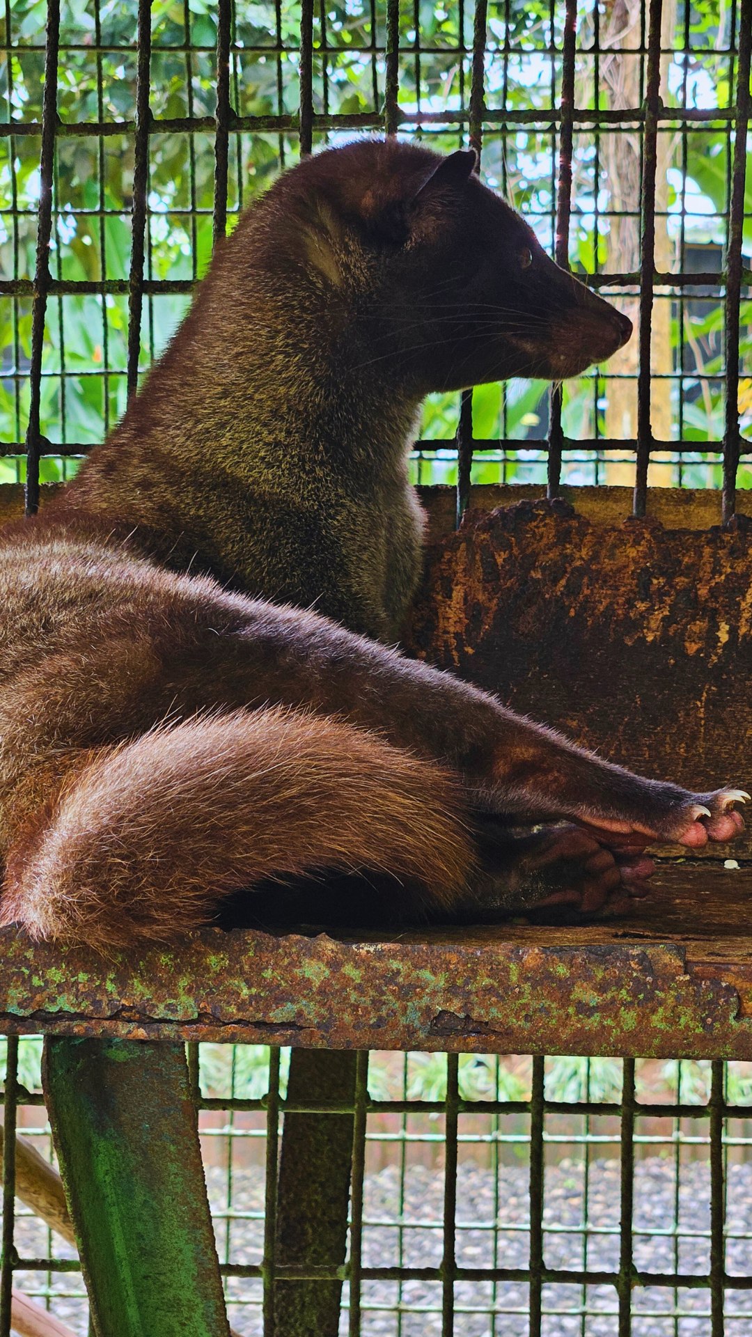 cat-poo-coffee-luwak-in-bali
