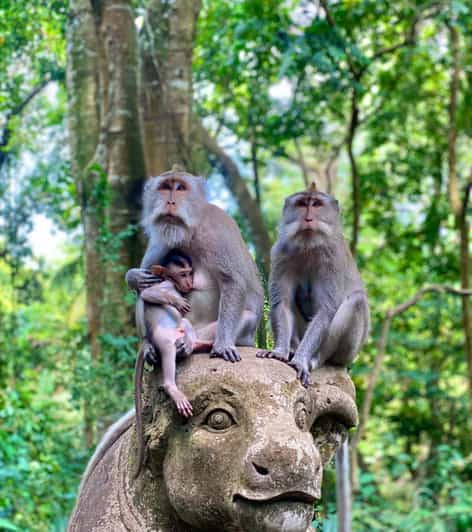 ubud-monkey-forest-experience
